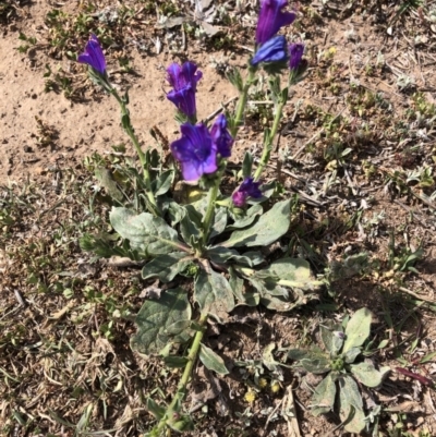 Echium plantagineum (Paterson's Curse) at Molonglo Valley, ACT - 20 Oct 2019 by Jubeyjubes