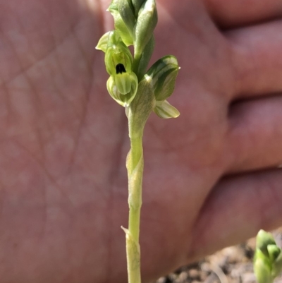 Hymenochilus bicolor (Black-tip Greenhood) at Molonglo Valley, ACT - 20 Oct 2019 by Jubeyjubes