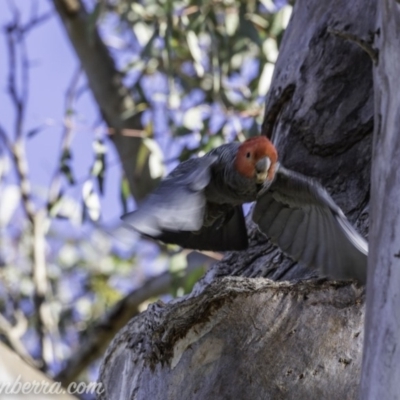 Callocephalon fimbriatum (Gang-gang Cockatoo) at Hughes, ACT - 12 Oct 2019 by BIrdsinCanberra