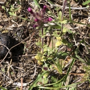 Parentucellia latifolia at Molonglo Valley, ACT - 20 Oct 2019