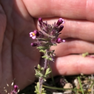 Parentucellia latifolia at Molonglo Valley, ACT - 20 Oct 2019