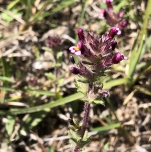 Parentucellia latifolia at Molonglo Valley, ACT - 20 Oct 2019