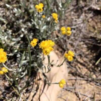 Chrysocephalum apiculatum (Common Everlasting) at Hackett, ACT - 20 Oct 2019 by Jubeyjubes