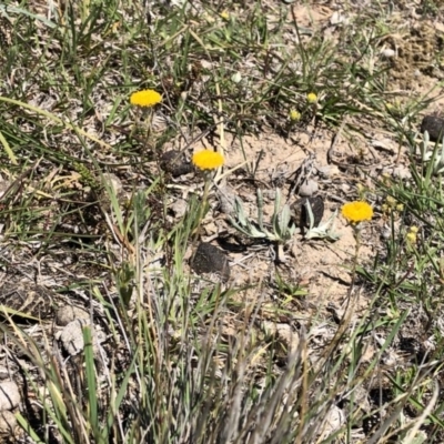 Leptorhynchos squamatus (Scaly Buttons) at Hackett, ACT - 20 Oct 2019 by Jubeyjubes