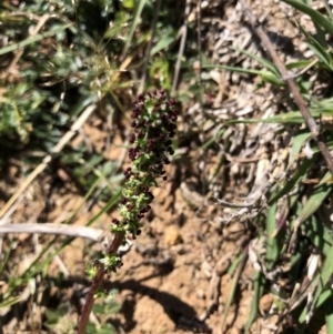 Acaena sp. at Hackett, ACT - 20 Oct 2019