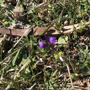 Linaria pelisseriana at Hackett, ACT - 20 Oct 2019