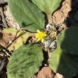 Cymbonotus sp. (preissianus or lawsonianus) at Hackett, ACT - 20 Oct 2019