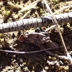 Tetrigidae (family) (Pygmy grasshopper) at Aranda Bushland - 18 Oct 2019 by CathB