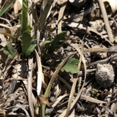 Goodenia pinnatifida at Hackett, ACT - 20 Oct 2019