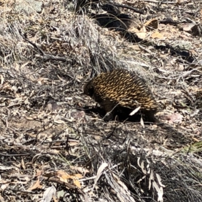 Tachyglossus aculeatus (Short-beaked Echidna) at Hackett, ACT - 20 Oct 2019 by Jubeyjubes