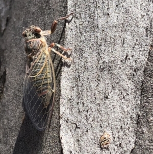 Atrapsalta furcilla at Hackett, ACT - 20 Oct 2019