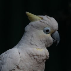 Cacatua galerita x tenuirostris/sanguinea (hybrid) at Symonston, ACT - 20 Oct 2019 02:15 PM