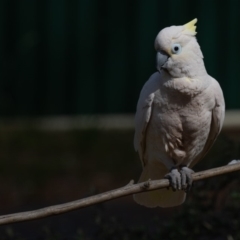 Cacatua galerita x tenuirostris/sanguinea (hybrid) at Symonston, ACT - 20 Oct 2019 02:15 PM