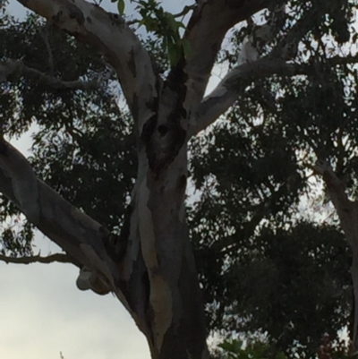 Callocephalon fimbriatum (Gang-gang Cockatoo) at Weston, ACT - 20 Oct 2019 by Dianeweston