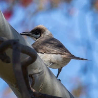 Philemon citreogularis (Little Friarbird) at Fyshwick, ACT - 19 Oct 2019 by rawshorty