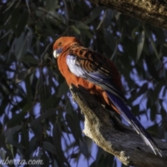 Platycercus elegans (Crimson Rosella) at Hughes, ACT - 13 Oct 2019 by JonSteinbeck