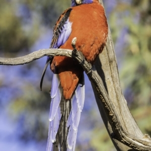 Platycercus elegans at Hughes, ACT - 13 Oct 2019