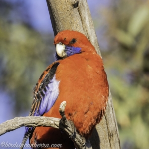 Platycercus elegans at Hughes, ACT - 13 Oct 2019