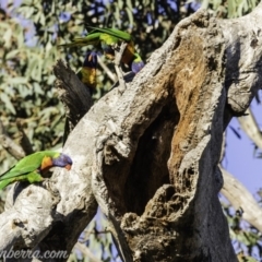 Trichoglossus moluccanus (Rainbow Lorikeet) at Hughes, ACT - 13 Oct 2019 by JonSteinbeck
