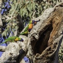 Trichoglossus moluccanus at Hughes, ACT - 13 Oct 2019