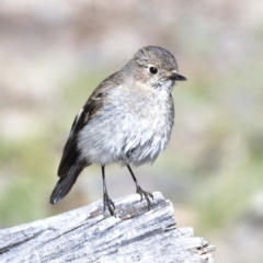 Petroica phoenicea (Flame Robin) at Rendezvous Creek, ACT - 19 Oct 2019 by Marthijn