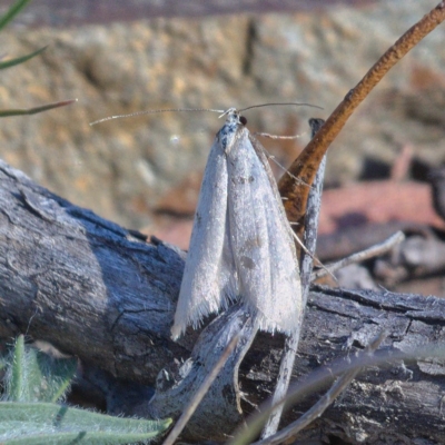 Philobota xiphostola at Rendezvous Creek, ACT - 19 Oct 2019 by Marthijn