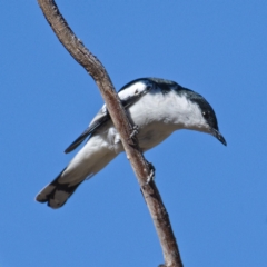 Lalage tricolor (White-winged Triller) at Rendezvous Creek, ACT - 19 Oct 2019 by Marthijn