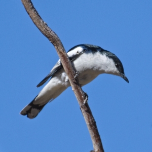 Lalage tricolor at Rendezvous Creek, ACT - 20 Oct 2019 09:18 AM