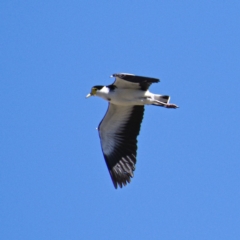 Vanellus miles (Masked Lapwing) at Namadgi National Park - 19 Oct 2019 by Marthijn