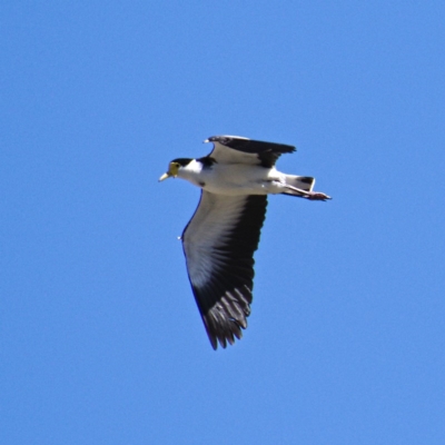 Vanellus miles (Masked Lapwing) at Namadgi National Park - 19 Oct 2019 by Marthijn