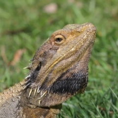 Pogona barbata (Eastern Bearded Dragon) at ANBG - 18 Oct 2019 by TimL