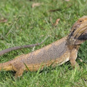 Pogona barbata at Acton, ACT - 18 Oct 2019