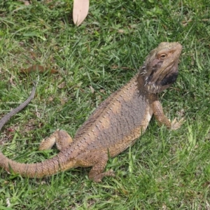 Pogona barbata at Acton, ACT - suppressed