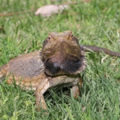 Pogona barbata at Acton, ACT - suppressed