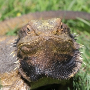 Pogona barbata at Acton, ACT - suppressed