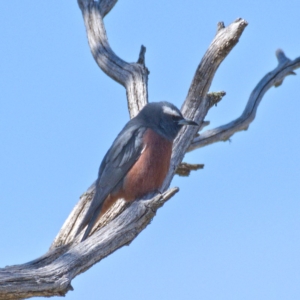 Artamus superciliosus at Rendezvous Creek, ACT - 20 Oct 2019