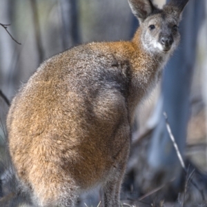 Notamacropus rufogriseus at Rendezvous Creek, ACT - 20 Oct 2019 09:57 AM