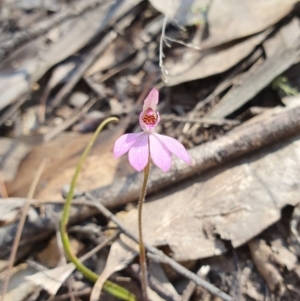 Caladenia carnea at Brindabella, NSW - 20 Oct 2019