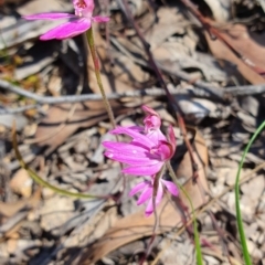 Caladenia carnea (Pink Fingers) at Brindabella, NSW - 20 Oct 2019 by AaronClausen