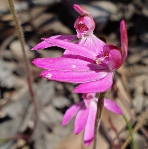 Caladenia carnea at Brindabella, NSW - suppressed