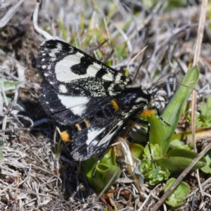 Agaristodes feisthamelii at Rendezvous Creek, ACT - 20 Oct 2019 11:29 AM