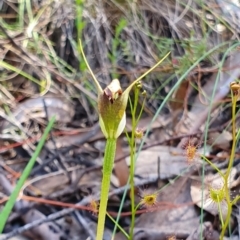 Pterostylis pedunculata (Maroonhood) at Brindabella, NSW - 20 Oct 2019 by AaronClausen