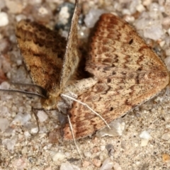 Scopula rubraria (Reddish Wave, Plantain Moth) at Rendezvous Creek, ACT - 19 Oct 2019 by Marthijn