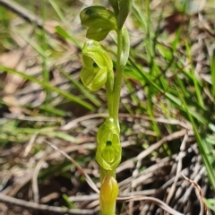 Hymenochilus muticus (Midget Greenhood) at Brindabella, NSW - 20 Oct 2019 by AaronClausen