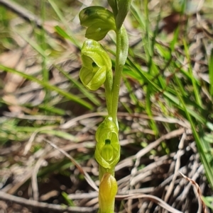 Hymenochilus muticus at Brindabella, NSW - 20 Oct 2019