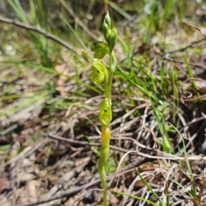 Hymenochilus muticus at Brindabella, NSW - suppressed