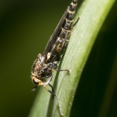 Inopus rubriceps (Sugarcane Soldier Fly) at Spence, ACT - 20 Oct 2019 by JudithRoach