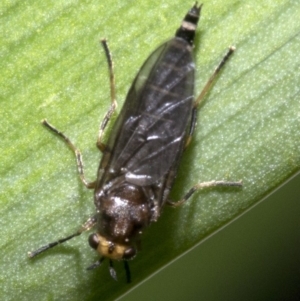 Inopus rubriceps at Spence, ACT - 20 Oct 2019 05:17 PM