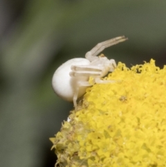 Thomisus spectabilis (Spectacular Crab Spider) at Spence, ACT - 20 Oct 2019 by JudithRoach