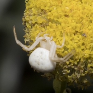 Thomisus spectabilis at Spence, ACT - 20 Oct 2019 04:56 PM